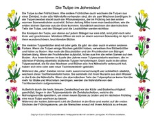 Abschreibtext-Tulpe.pdf